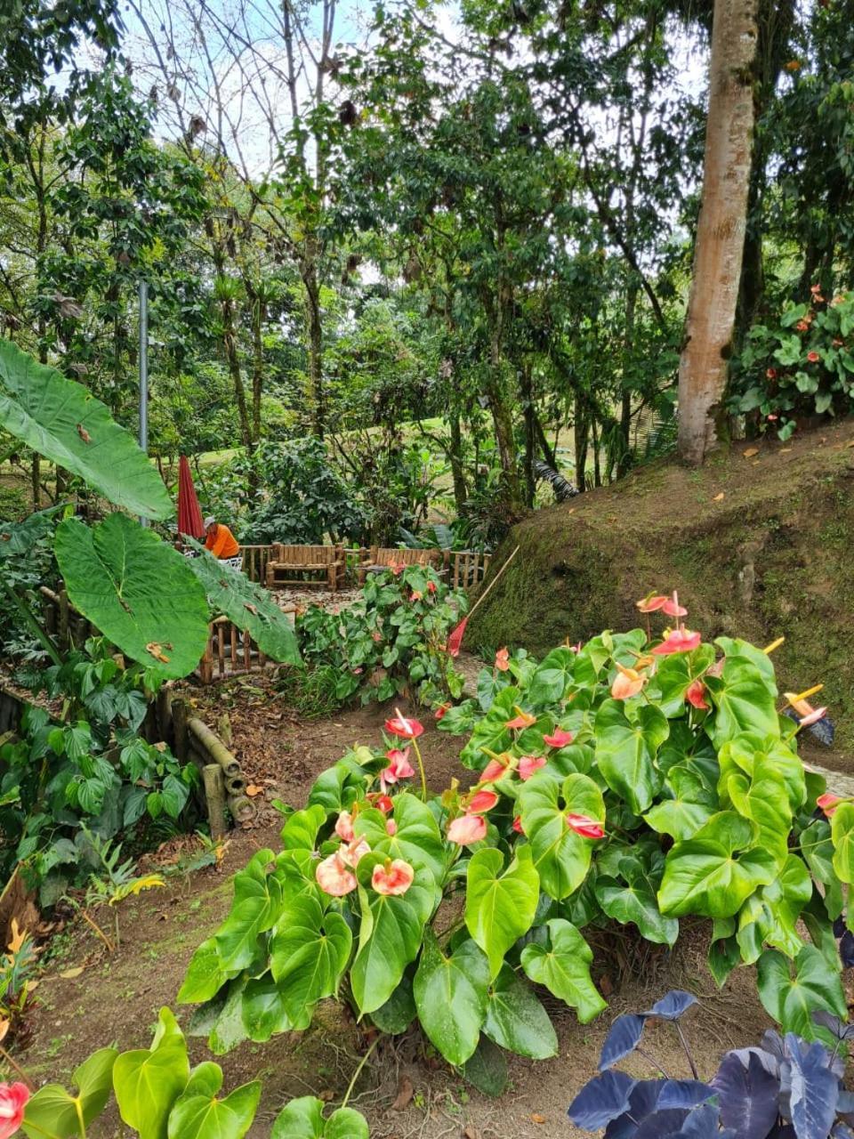 木屋 Filadelfia Santa Rosa de Cabal