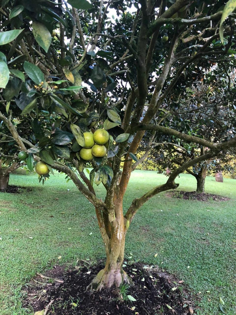 Filadelfia 木屋 Santa Rosa de Cabal