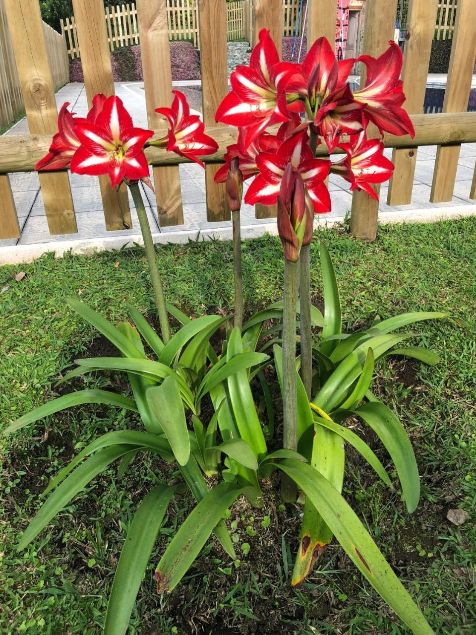 Filadelfia 木屋 Santa Rosa de Cabal